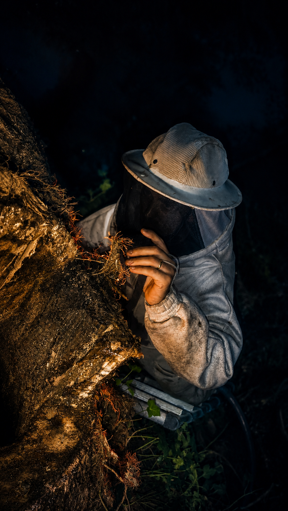 Tecnico realizando remocao de abelhas em arvore durante atendimento noturno